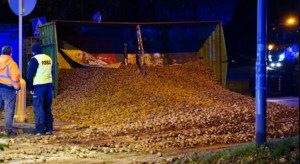 Tony ziemniaków z przyczepy rozsypane na drodze