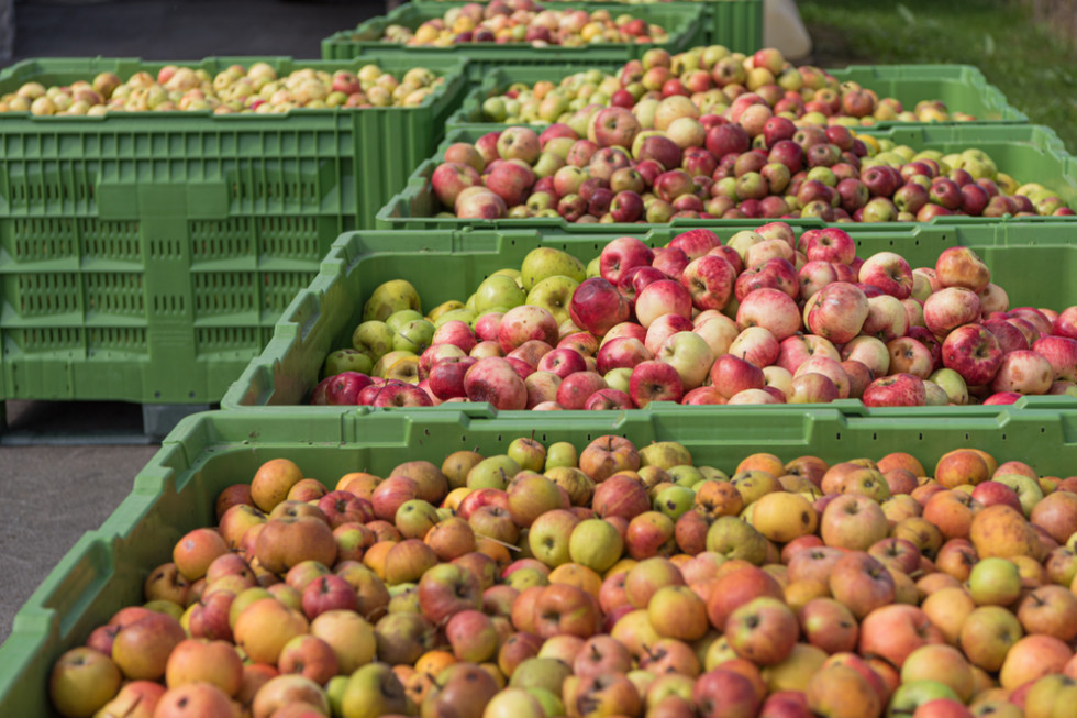To skupy obniżają ceny jabłek przemysłowych? Jest apel o wstrzymanie dostaw