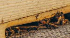 ARiMR zrealizuje Interwencje w sektorze pszczelarskim