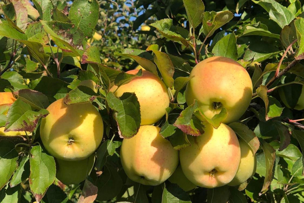 Mniejsze zbiory jabłek w UE i Chinach. Niski eksport polskich jabłek