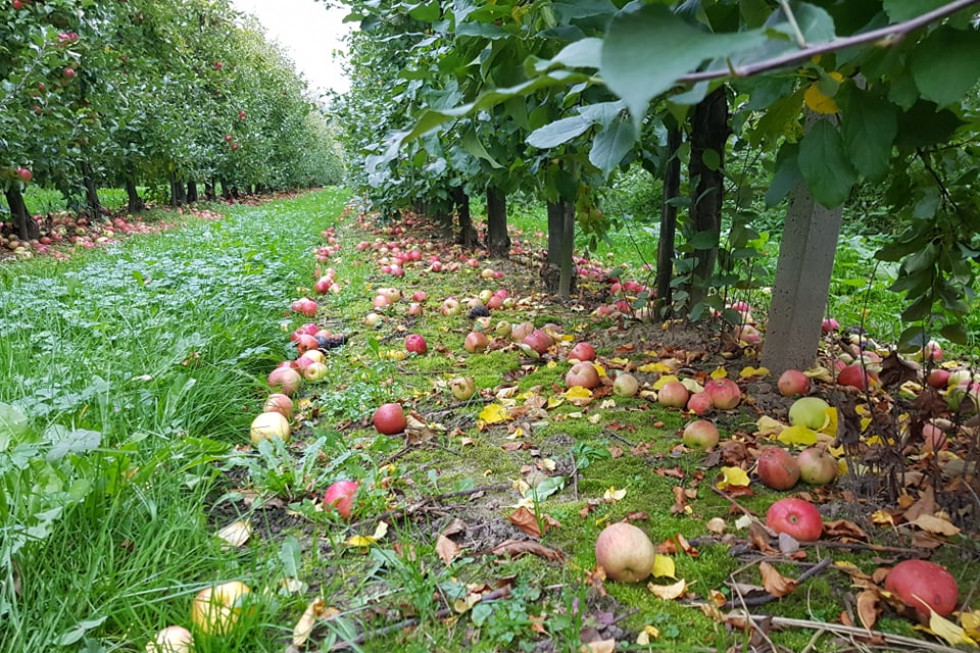 Niskie ceny jabłek w Belgii. Nie opłaca się nawet zbierać przemysłu?