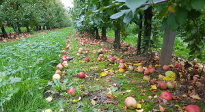 Niskie ceny jabłek w Belgii. Nie opłaca się nawet zbierać przemysłu?