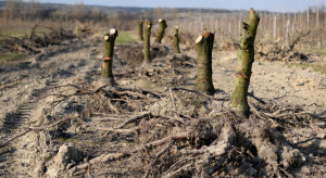 Drzewo opałowe 2022: Jakie ceny drewna z sadu?