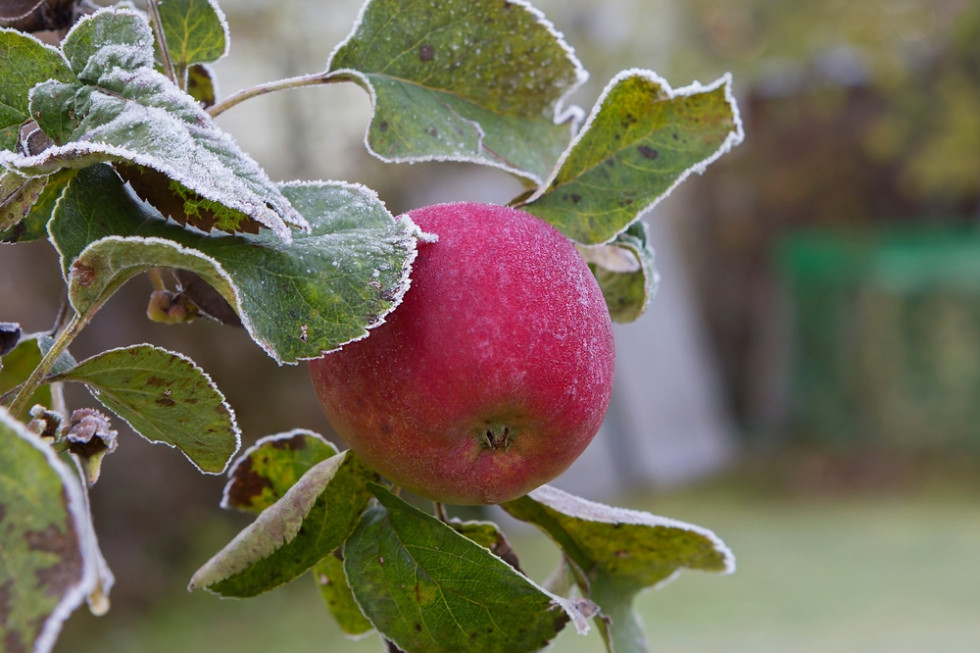 Najzimniej będzie na północnym wschodzie. Tam lokalnie temperatura może spaść do minus 3 stopni Celsjusza, przy gruncie do minus 6 stopni. / fot. shutterstock Mroźna noc z 20 na 21 października. Nawet minus 6 st. przy gruncie