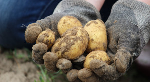 Walka z bakteriozą ziemniaka - pomoc finansowa będzie większa