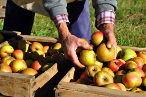 Emeryci pomagają w zbiorach jabłek. Sytuacja jest dramatyczna