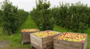 Zbiory jabłek 2022 - bardzo trudny sezon dla sadowników
