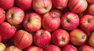 Aktualne ceny jabłek 2022. Jakie są stawki na sortowniach?