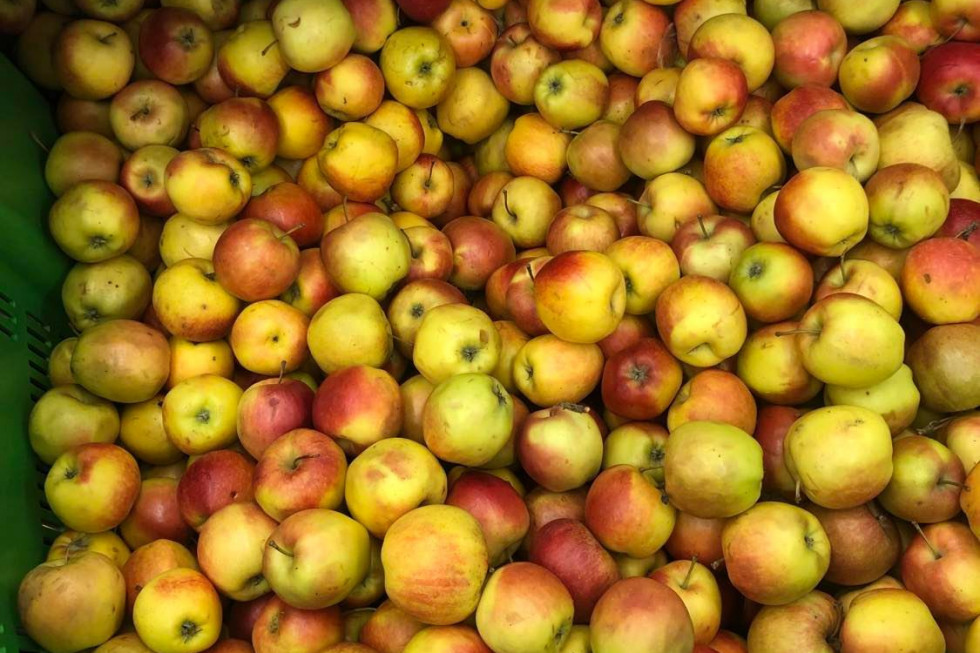 Fatalna jakość jabłek z promocji Lidla. Sieć odpowiada
