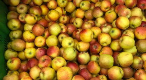 Fatalna jakość jabłek z promocji Lidla. Sieć odpowiada