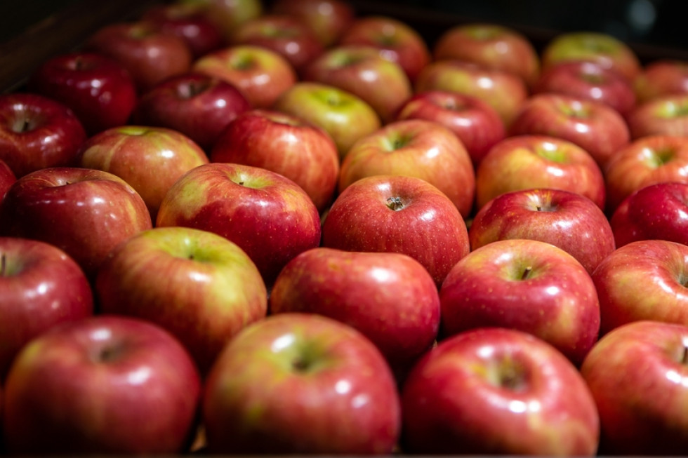 Sadownik sprzedał 10 ton jabłek w weekend, dzięki pomocy restauratora