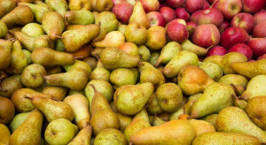 Ceny jabłek i gruszek 2022: Ile kosztują na Broniszach?