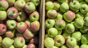 Koszty produkcji dobijają sadowników. Ceny jabłek nie pokrywają kosztów