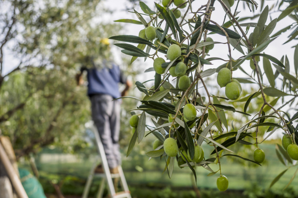 Włochy: Uczniowie którzy zbierają oliwki nie są odpytywani na lekcjach