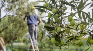 Włochy: Uczniowie którzy zbierają oliwki nie są odpytywani na lekcjach