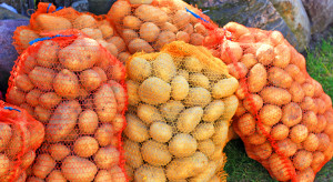 Ceny ziemniaków 2022: Ile kosztują ziemniaki w hurcie, na giełdach i w sieciach?