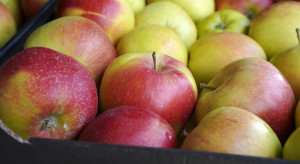 Ceny jabłek 2022. Jakie są aktualne stawki na sortowniach?
