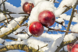 Pogoda na listopad 2022. Kiedy spadnie pierwszy śnieg?
