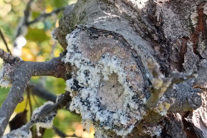 Bawełnica korówka - zwalczanie podczas zbiorów jabłek