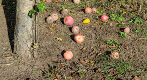 Jabłka przemysłowe zostaną pod drzewami. Nie ma kto ich zebrać