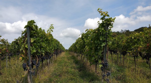 Produkcja winogron na wino 2022 - jakie wyniki kontroli?
