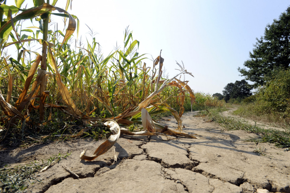 6,5 mld zł rocznie strat z powodu suszy w plonach w Polsce