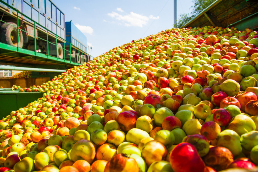 Jabłka przemysłowe: kilka czynników przemawia za wzrostem cen