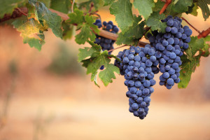 Wzrost kosztów produkcji zagraża sektorowi wina i uprawie winorośli