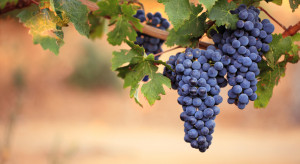 Wzrost kosztów produkcji zagraża sektorowi wina i uprawie winorośli