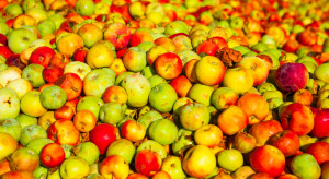 Jabłka przemysłowe 2022: Przetwórcy zdecydują się na ruch cenowy?