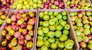 Holenderscy sadownicy zaniepokojeni sytuacją na rynku jabłek