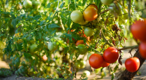 Będzie więcej pomidorów do przetwórstwa. Produkcja ma się zwiększyć