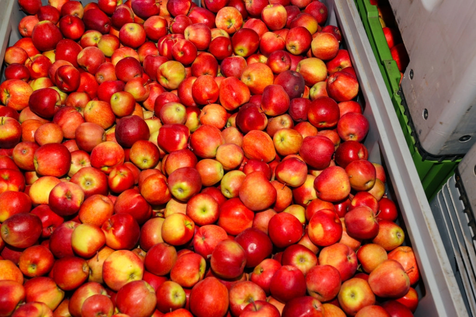 Przechowalnictwo jabłek - co jest największym zagrożeniem?