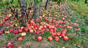 Kombajn do jabłek przemysłowych - jakie koszty zbioru?
