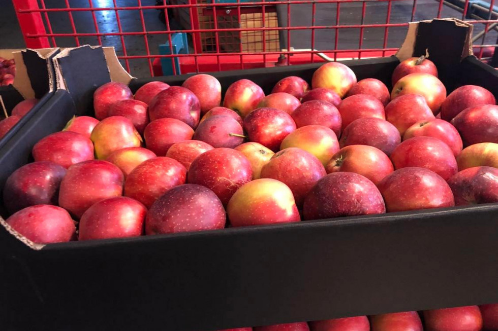 Jabłka 2022: Jakie ceny na rynku krajowym i w eksporcie?