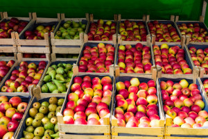 Belgia: Dobra sprzedaż gruszek. Trudna sytuacja na rynku jabłek