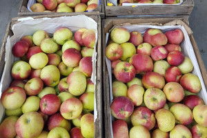 Jabłka 2022: Jakie ceny i zejście na Broniszach?