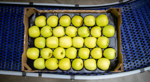 Wciąż zauważalne są problemy z eksportem jabłek do Egiptu