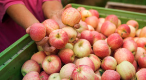 Kryzys na rynku jabłek. Musimy zatrzymać wzrost kosztów produkcji