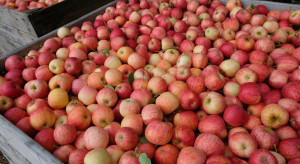 Jak wygląda aktualna sytuacja na rynku jabłek w Europie?