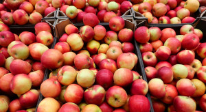 Unia importuje coraz mniej jabłek. To dobry znak