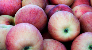 Ukraina mimo wojny otwiera nowe rynki dla jabłek w Afryce