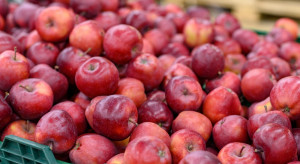 Ceny jabłek mogą być wysokie pomimo słabego eksportu