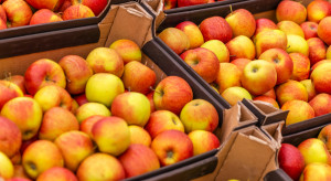 Rynek jabłek: Sadownicy którzy mają słabą jakość, skazani są na problemy