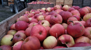 Jabłka przemysłowe 2022: Ceny pójdą w górę?
