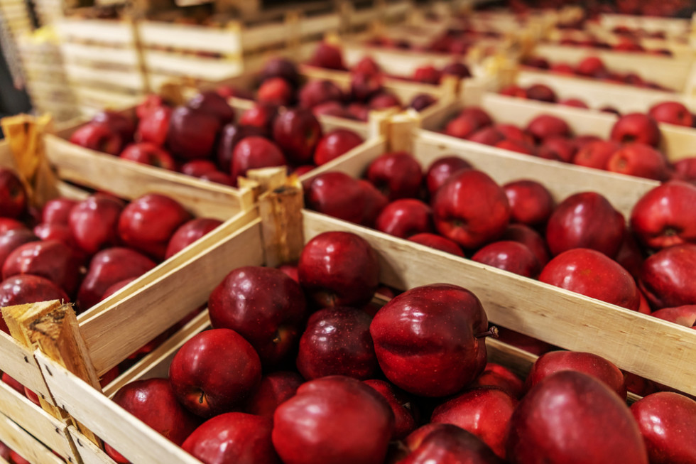 Eksport jabłek do Egiptu stoi. Ambasada odpowiada
