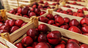 Eksport jabłek do Egiptu stoi. Ambasada odpowiada