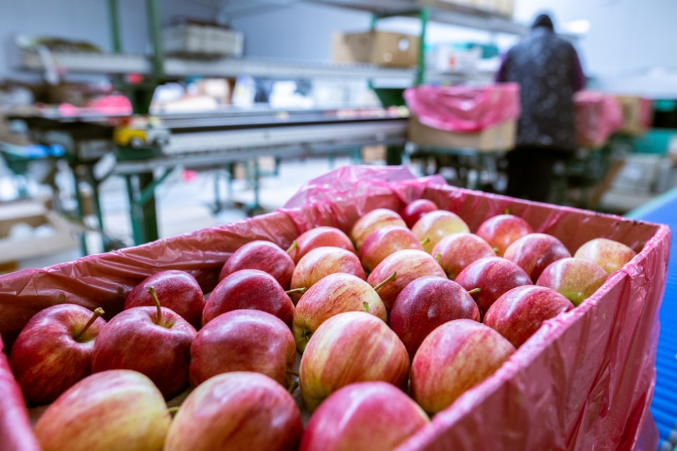 ZSRP interweniuje ws. eksportu jabłek do Egiptu