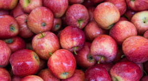 Prawie o połowę mniejsze zbiory jabłek, mniejszy eksport