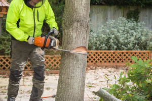 Wycinka drzew 2023: Będzie łatwiej wyciąć drzewo na własnej posesji